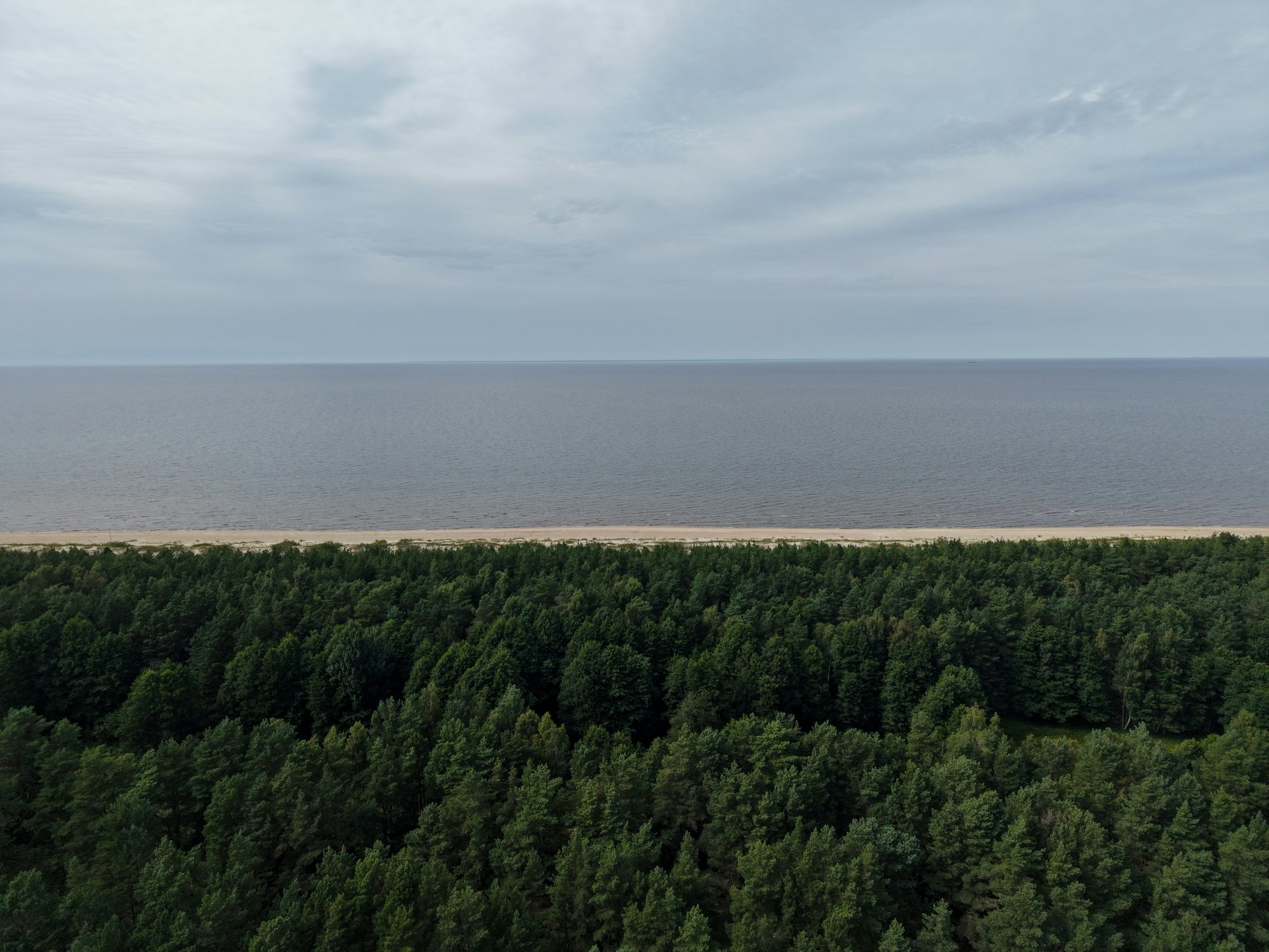 Aerial view of dense pine forest meeting a sandy beach and the calm grey Baltic Sea