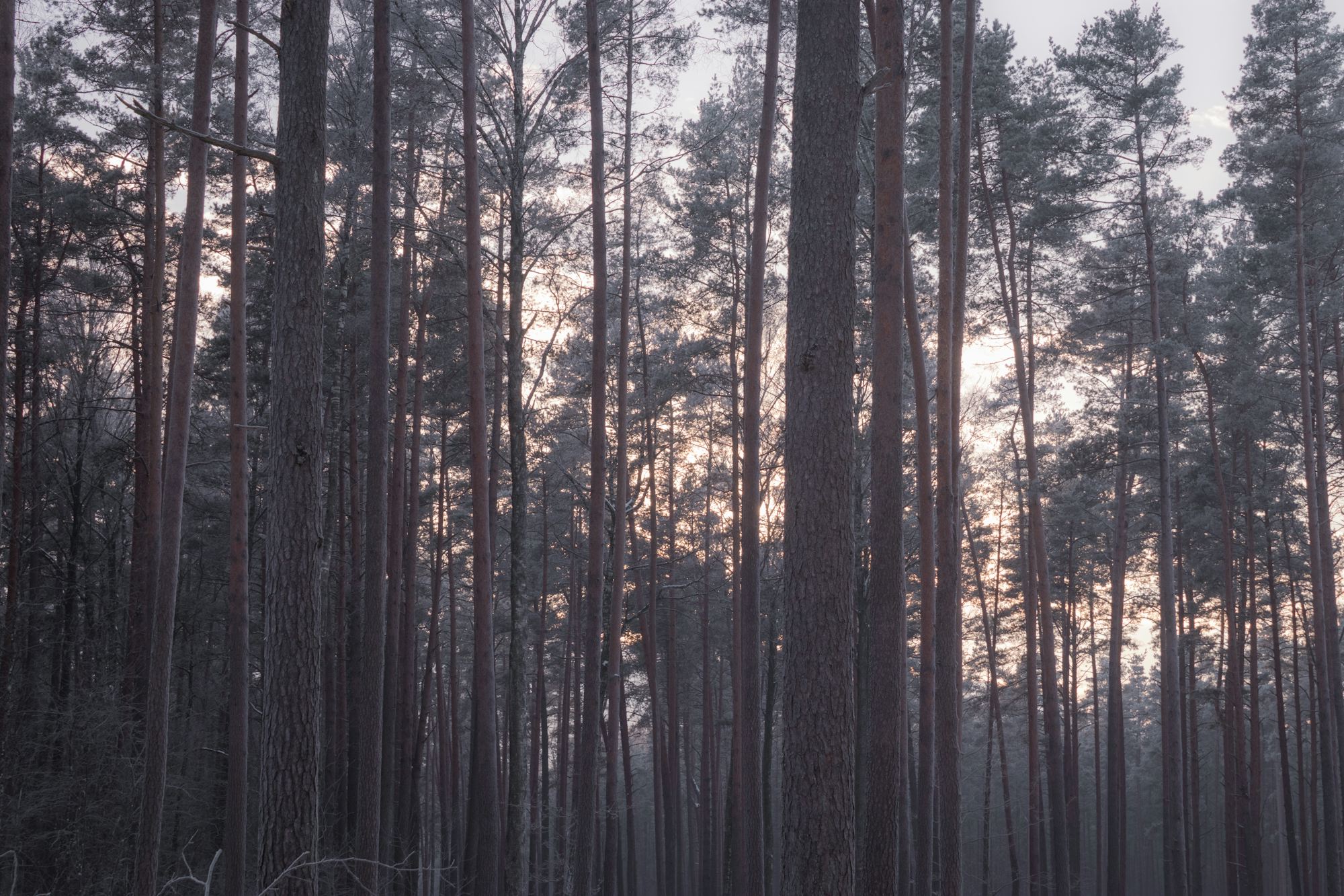 Tall pine trunks in a misty forest at dawn